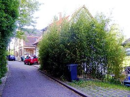Fechingen-19