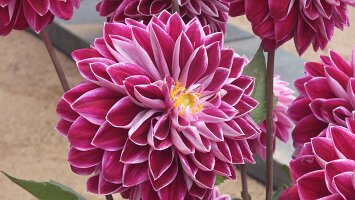 BUGA Blumenhallen-21