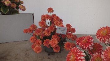 BUGA Blumenhallen-22