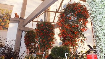 BUGA Blumenhallen-31