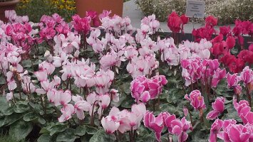 BUGA Blumenhallen-33