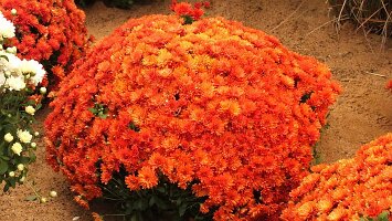 BUGA Blumenhallen-36