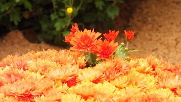 BUGA Blumenhallen-37