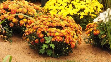 BUGA Blumenhallen-38