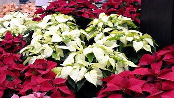 BUGA Blumenhallen-43