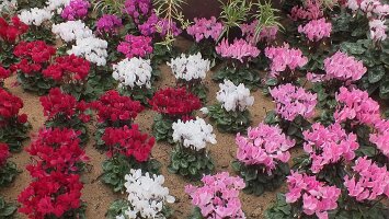 BUGA Blumenhallen-52