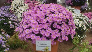 BUGA Blumenhallen-53