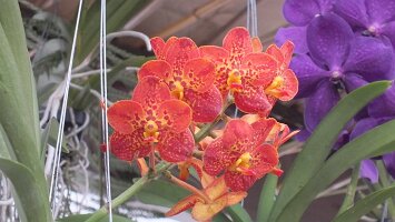 BUGA Blumenhallen-55