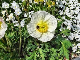 Blumenhof und Deutsches Eck-22
