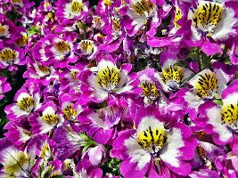 Blumenhof und Deutsches Eck-23