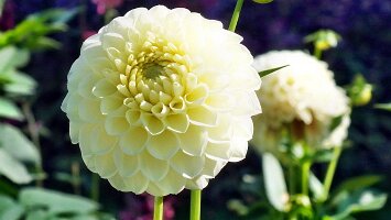 Blumenhof und Deutsches Eck-32