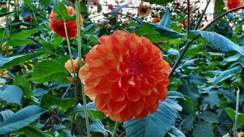 Blumenhof und Deutsches Eck-47