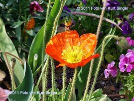 02-BUGA-Blumenhof-0004