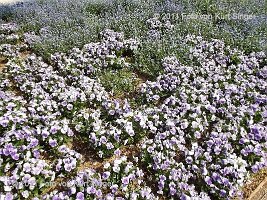 02-BUGA-Blumenhof-0006