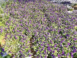 02-BUGA-Blumenhof-0007