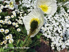 02-BUGA-Blumenhof-0019