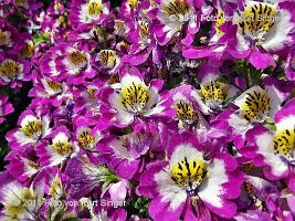 02-BUGA-Blumenhof-0021