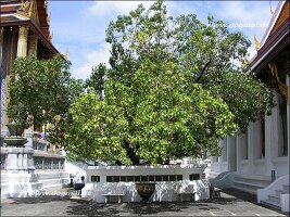 Bangkok Wat Phra Kheo 54