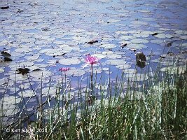Ban Nong Waeng-19