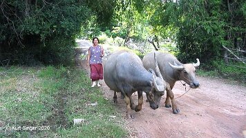 Ban Nong Waeng-51
