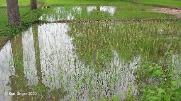 Ban Nong Waeng-57