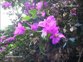 Wat Doi Suthep-017