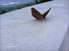 Wat Doi Suthep-019