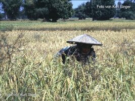 Menschen in Thailand-072