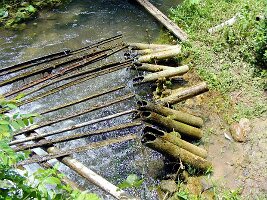 Tham-Phla-Forest-02