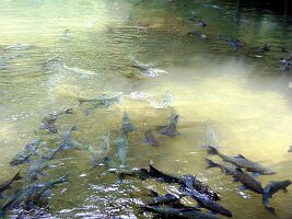 Tham-Phla-Forest-04
