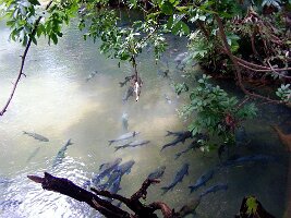 Tham-Phla-Forest-05