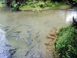 Tham-Phla-Forest-10