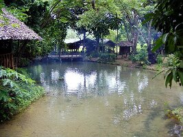 Tham-Phla-Forest-11