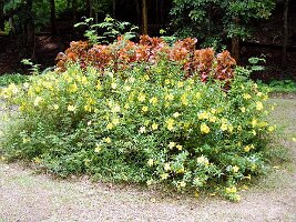 Tham-Phla-Forest-14