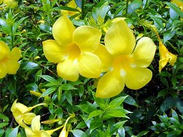 Tham-Phla-Forest-15