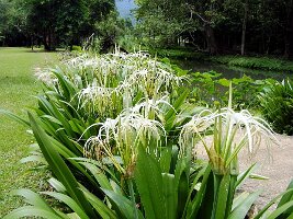 Tham-Phla-Forest-16