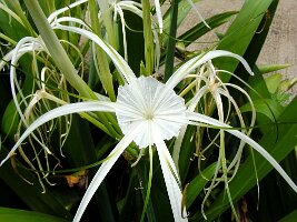Tham-Phla-Forest-17