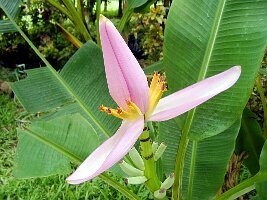 Tham-Phla-Forest-18