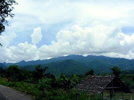 Tham-Phla-Forest-19