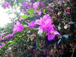 Doi-Suthep-18
