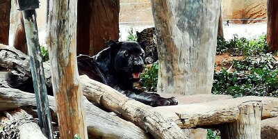 Korat Zoo-12