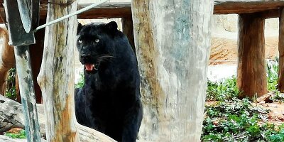 Korat Zoo-13