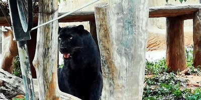 Korat Zoo-14