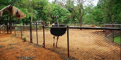 Korat Zoo-15