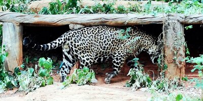 Korat Zoo-17