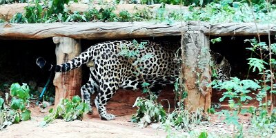 Korat Zoo-18