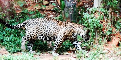 Korat Zoo-19