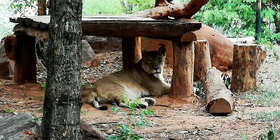 Korat Zoo-20