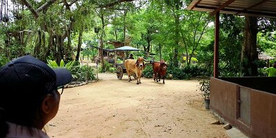 Elephant Village-02