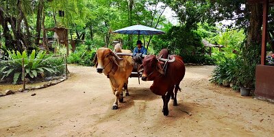 Elephant Village-03